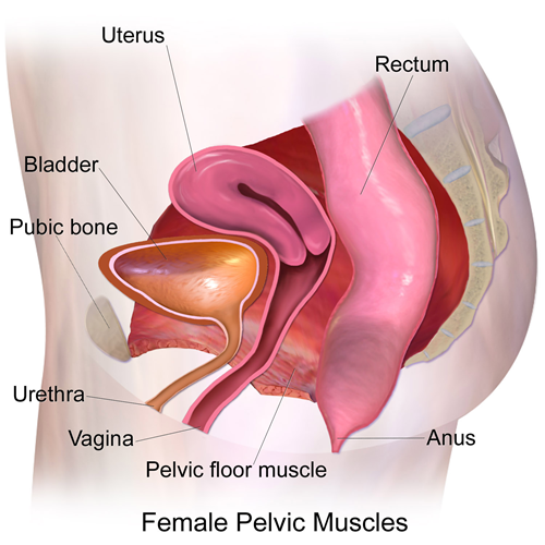 Image result for pelvic floor